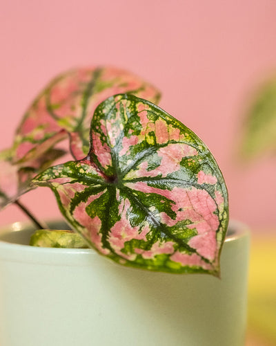 Detailaufnahme Baby Caladium 'Purple Light' Blatt