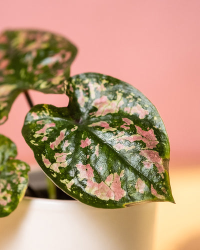 Detailaufnahme Baby Caladium 'Purple Light' Blatt