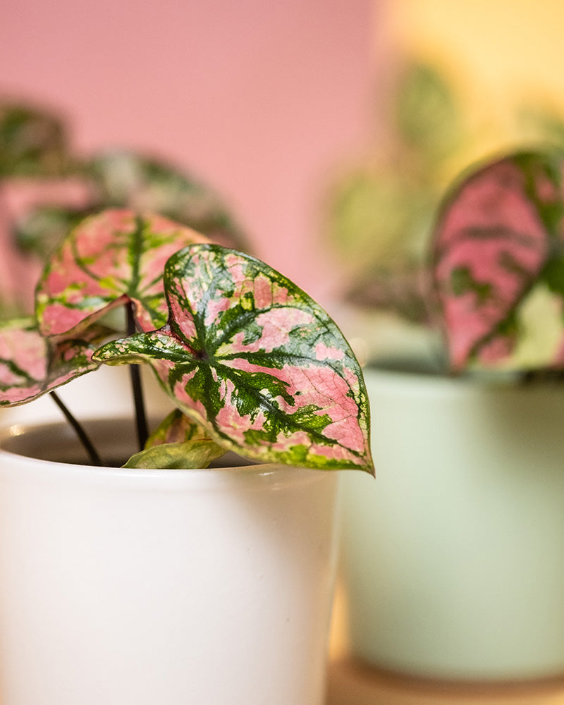 Detailaufnahme Baby Caladium 'Purple Light' Blatt