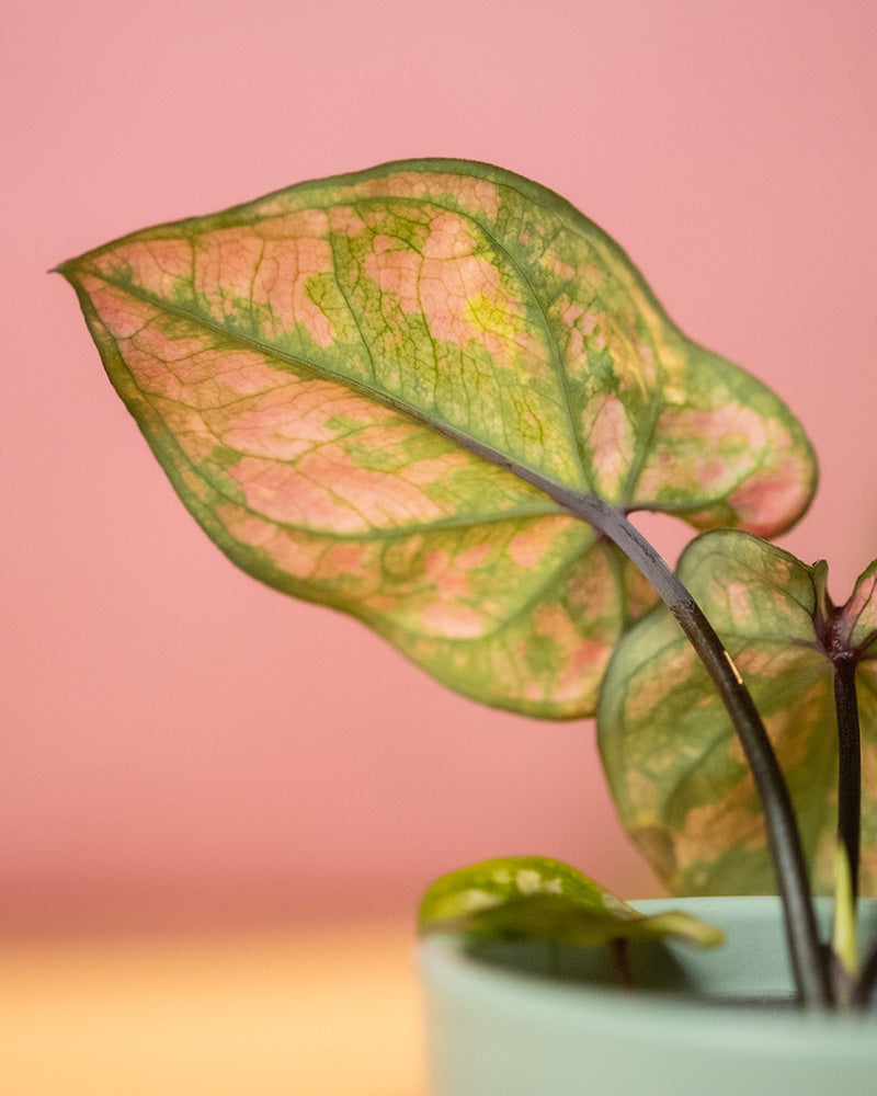 Detailaufnahme Baby Caladium 'Purple Light' Blatt