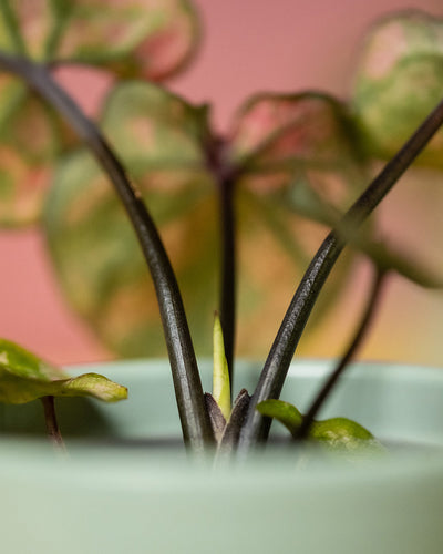 Baby Caladium 'Purple Light' Detail neues Blatt