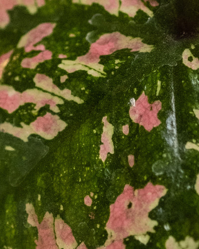 Detailaufnahme Baby Caladium 'Purple Light' Blatt