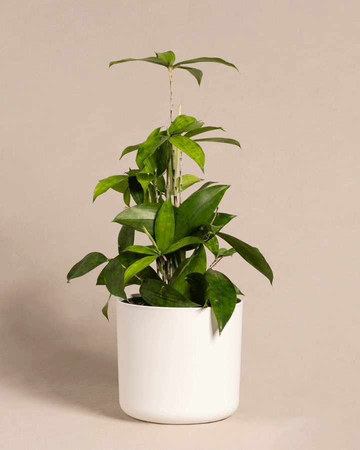 Bambus-Drachenbaum | Dracaena surculosa