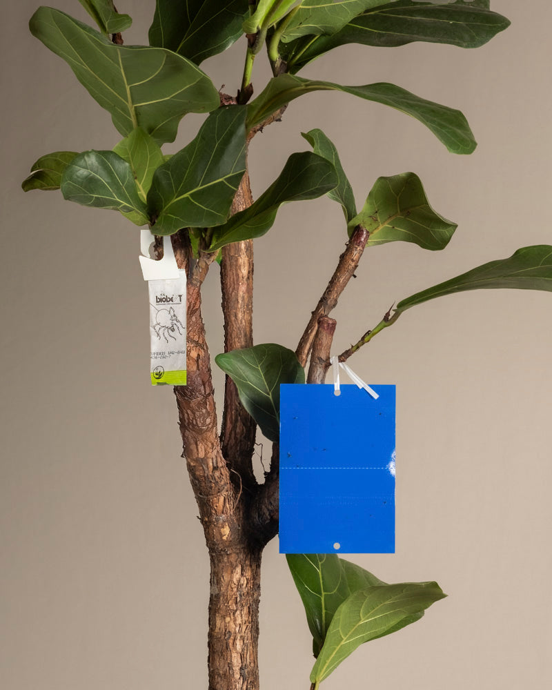 An einer blattreichen Zimmerpflanze hängen zwei Schilder - ein weißes und graues Pflegeschild und ein schlichtes blaues, rechteckiges Schild, wie die Schilder im Bekämpfungsset gegen Thripse - an den Zweigen vor einem beigen Hintergrund.