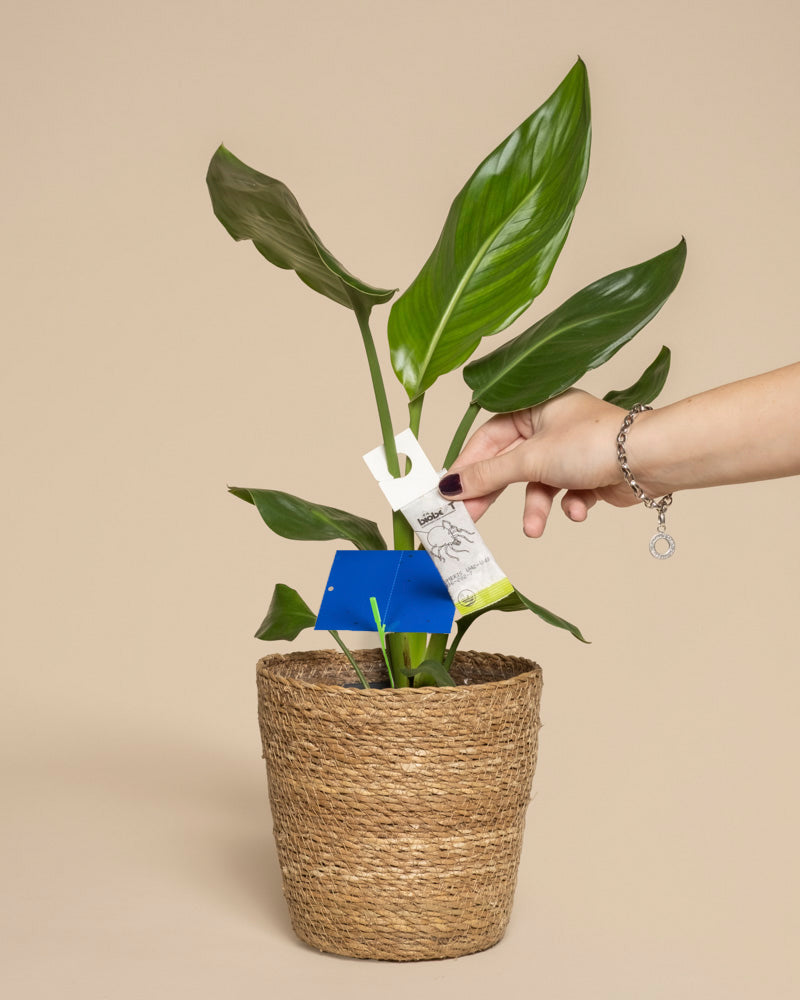 Eine Hand platziert eine weiße Klebefalle aus dem Bekämpfungsset gegen Thripse auf einer Blattpflanze in einem geflochtenen Korb, mit blauen Klebefallen in der Erde, alles vor einem beigen Hintergrund.