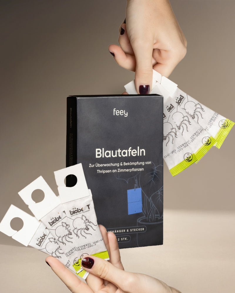 Zwei Hände halten Klebefallen-Karten mit Insektenzeichnungen vor einer schwarzen "feey Blautafeln"-Box, die im Bekämpfungsset gegen Thripse zur Überwachung und Bekämpfung von Schädlingen an Zimmerpflanzen enthalten ist. Der Hintergrund ist neutral.