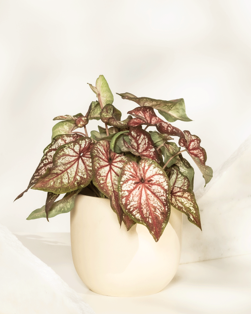 Caladium bicolor