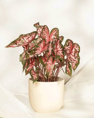 Das Caladium 'Roze' mit seinen großen herzförmigen Blättern mit rosafarbener Mitte und grünem Rand steht in einem cremefarbenen Topf vor einem hellen, neutralen Hintergrund.