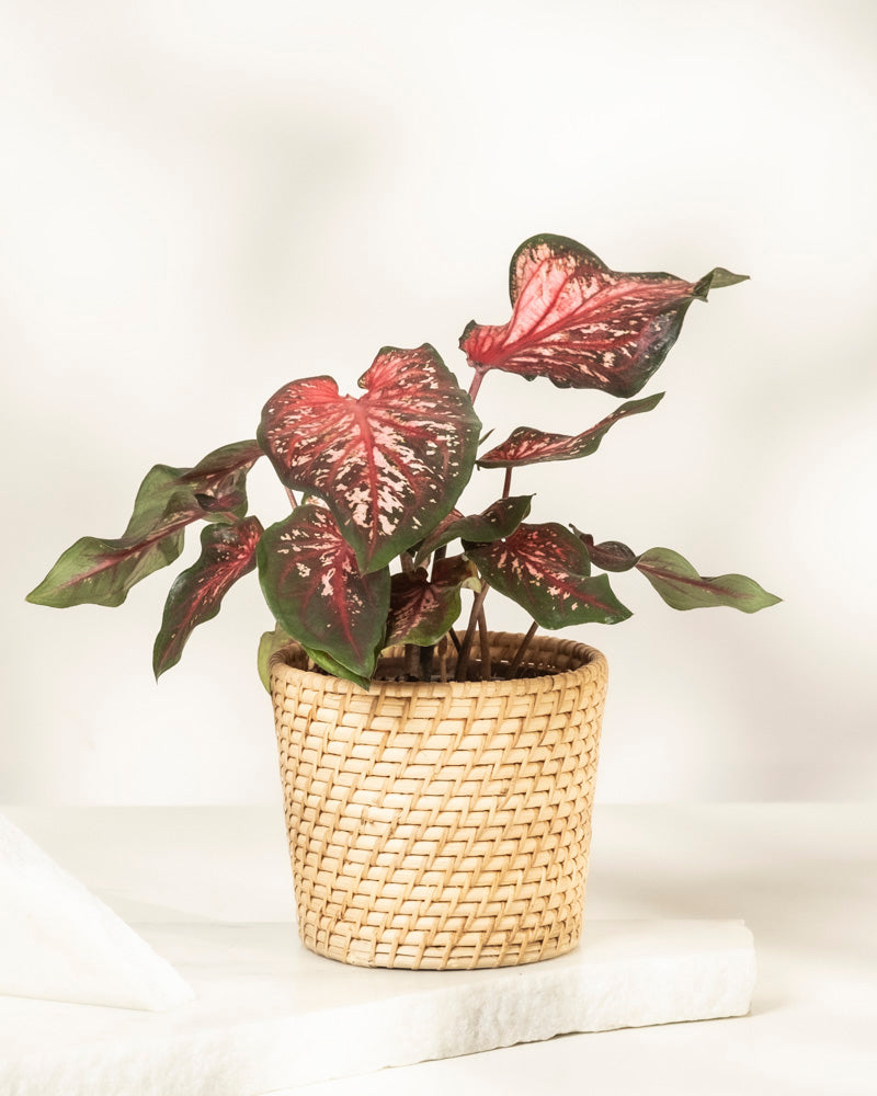 Eine Caladium „Desert Sunset“ mit dunkelgrünen und rosafarbenen, herzförmigen Blättern steht in einem geflochtenen Korb auf einer weißen Oberfläche vor einem weichen, neutralen Hintergrund.