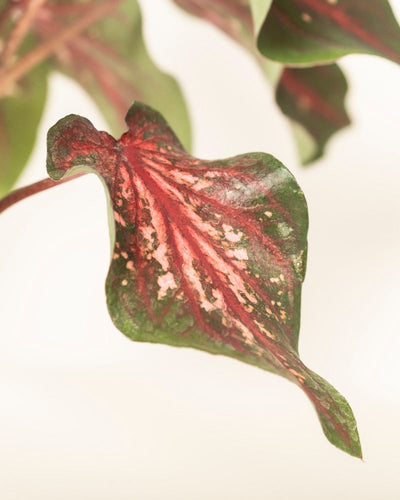 Eine Nahaufnahme eines Caladium-Blattes „Desert Sunset“ zeigt seine Mischung aus dunkelgrünen, roten und rosa Farbtönen mit markanten Adern und gesprenkelten Mustern vor einem leicht unscharfen Hintergrund, der weiteres Laub suggeriert.