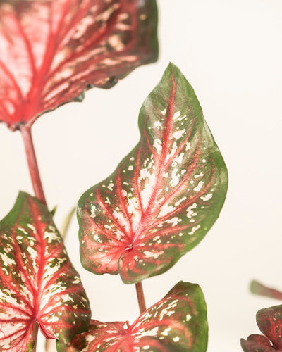 Nahaufnahme der Blätter der Caladium „Desert Sunset“ mit grünen Rändern, roten Adern und Spritzern in Weiß und Rosa vor einem hellen, neutralen Hintergrund.