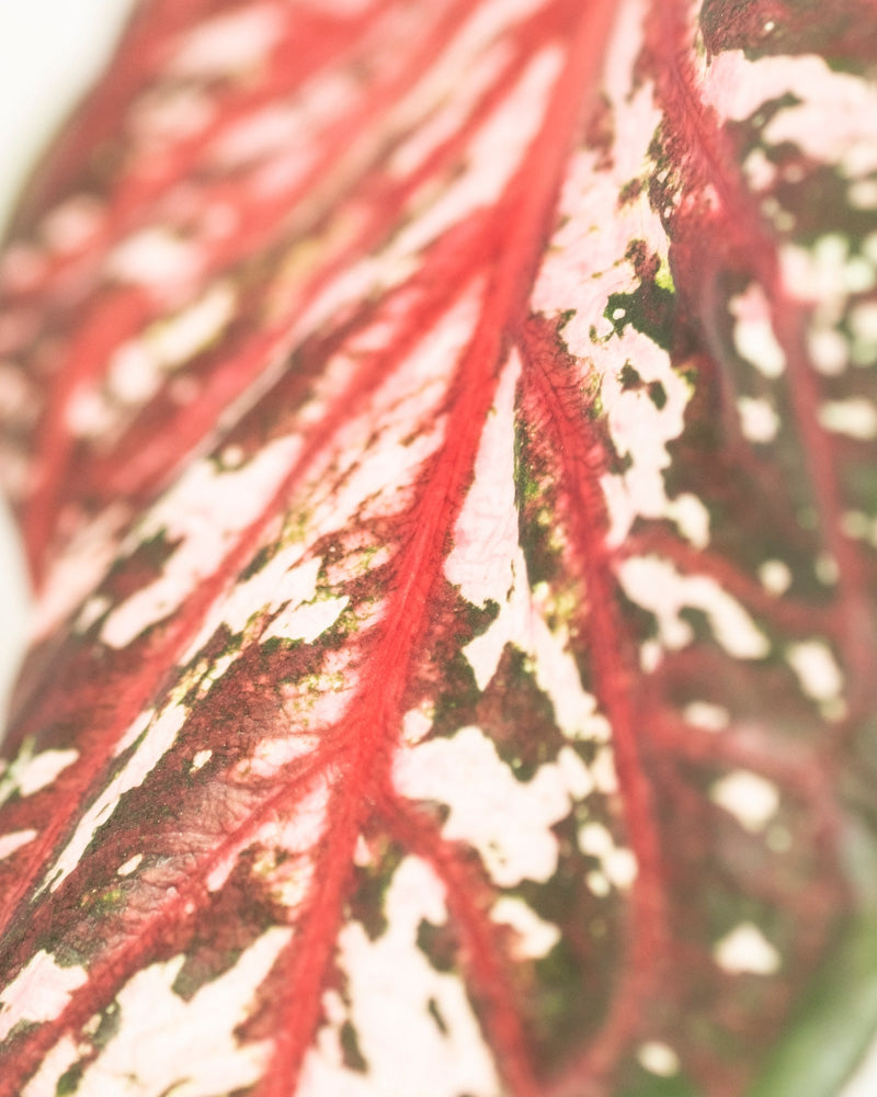 Eine Nahaufnahme von Caladium „Desert Sunset“ zeigt leuchtend rote Adern und eine auffällige Mischung aus rosa, weißen und dunkelgrünen Flecken, die die komplizierten Muster hervorheben, die diese auffällige Buntwurz-Sorte auszeichnen.