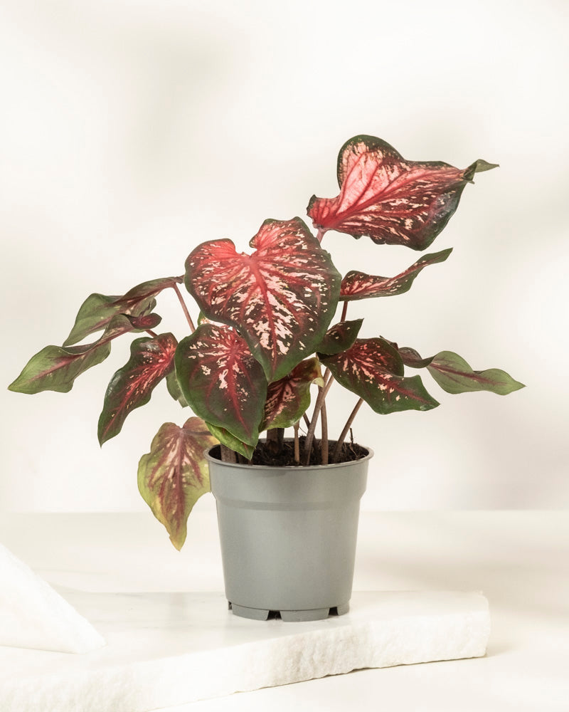 Eine Caladium „Desert Sunset“ im Topf mit herzförmigen Blättern in Grün, Rosa und Weiß steht auf einer weißen Fläche vor einem hellen Hintergrund.