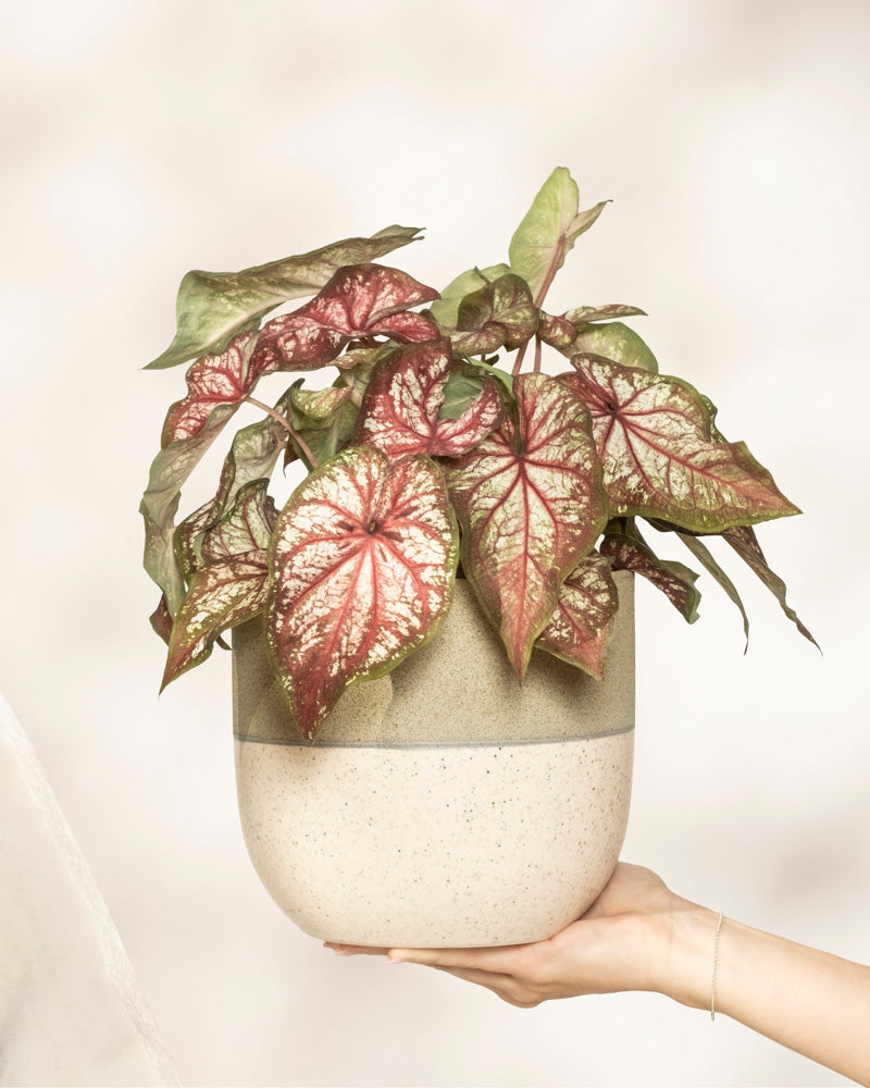 Caladium bicolor