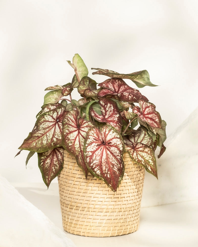 Caladium bicolor