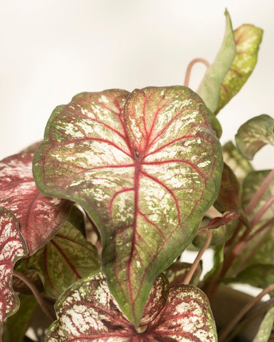 Caladium bicolor