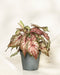 Caladium bicolor