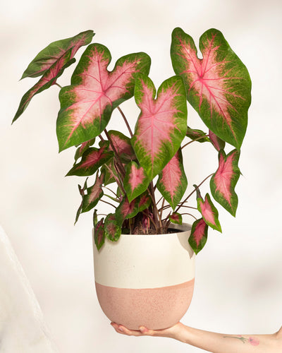 Eine Hand hält ein Caladium „Kathleen“ im Topf und präsentiert seine großen, herzförmigen Blätter mit grünen Rändern und rosa Mitte in einem cremefarbenen und rosa Topf vor einem hellen Hintergrund.