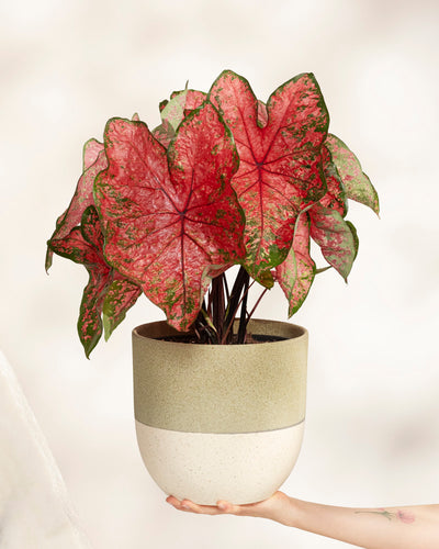 Eine Hand hält einen beige-weißen Keramiktopf mit Caladium „Lava Glow“, der vor einem hellen, neutralen Hintergrund große, herzförmige rosa Blätter mit grünen Rändern zeigt.