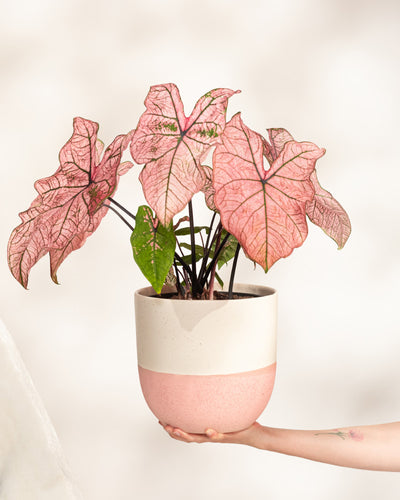 Eine Hand hält ein Caladium „Spring Fling“ in einem rosa-weißen Topf und zeigt große, herzförmige rosa Blätter mit grünen Adern – ein saisonales Highlight vor einem hellen Hintergrund.