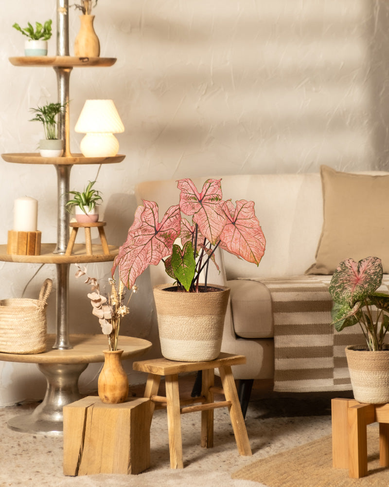 In einem gemütlichen Wohnzimmer mit neutralem Dekor stehen Topfpflanzen wie Caladium 'Spring Fling' auf Holzhockern, und neben einem beigen Sofa mit gestreiften Kissen steht ein mehrstöckiger Pflanzenständer mit einer Lampe, Kerzen und kleinen Zimmerpflanzen.