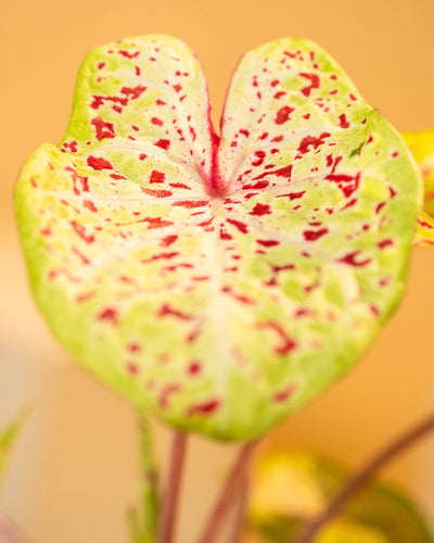 Detailaufnahme Caladium 'Miss Muffet' Blatt