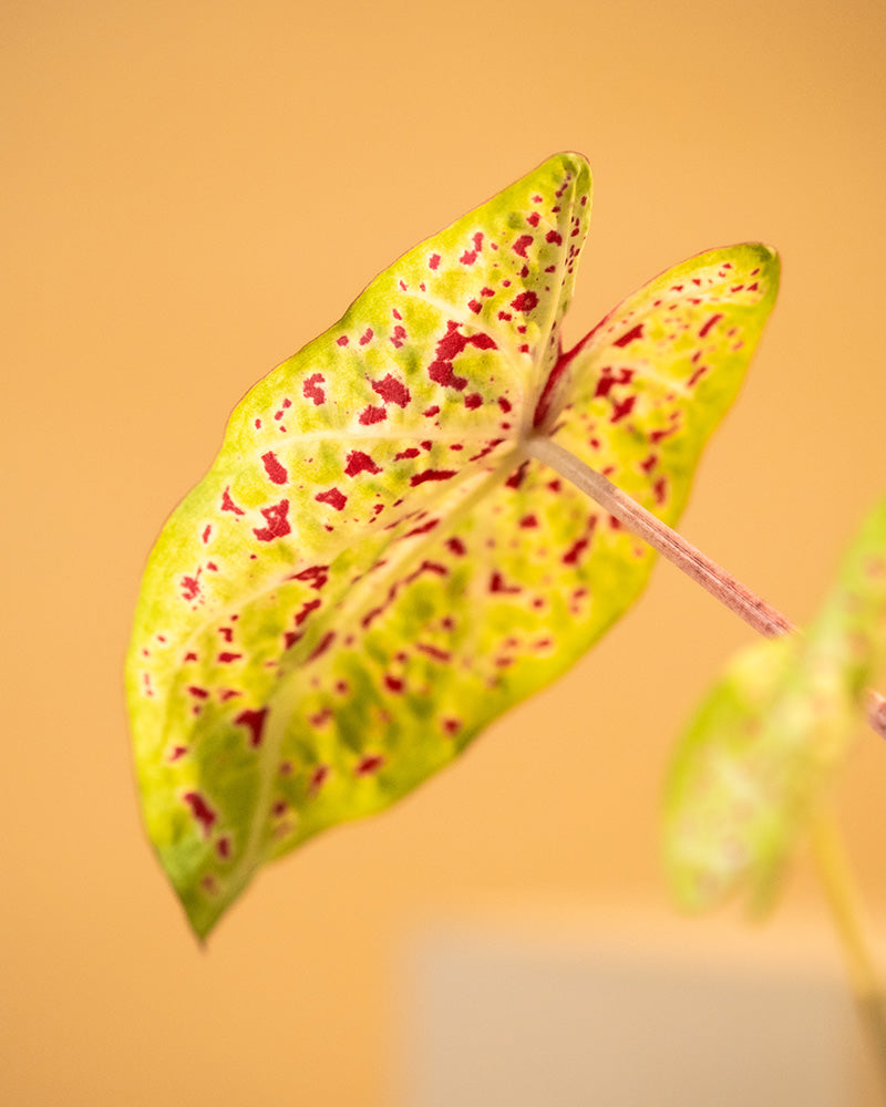 Detailaufnahme Caladium 'Miss Muffet' Blatt