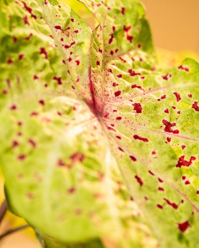 Detailaufnahme Caladium 'Miss Muffet' Blatt