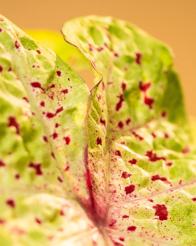 Detailaufnahme Caladium 'Miss Muffet' Blatt