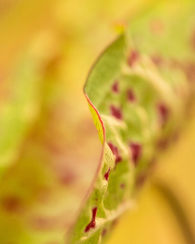 Detailaufnahme Caladium 'Miss Muffet' Blatt