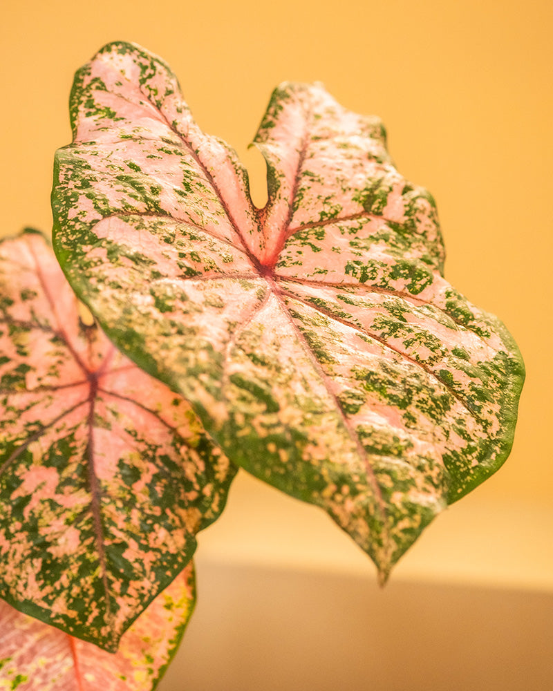 Detailaufnahme Caladium 'Pink Beauty' Blatt