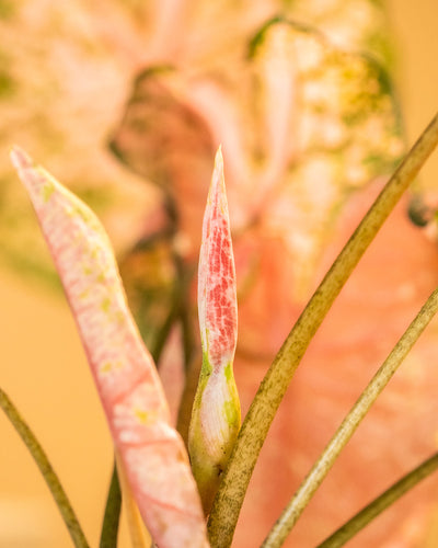 Detailaufnahme Caladium 'Pink Beauty' Blatt