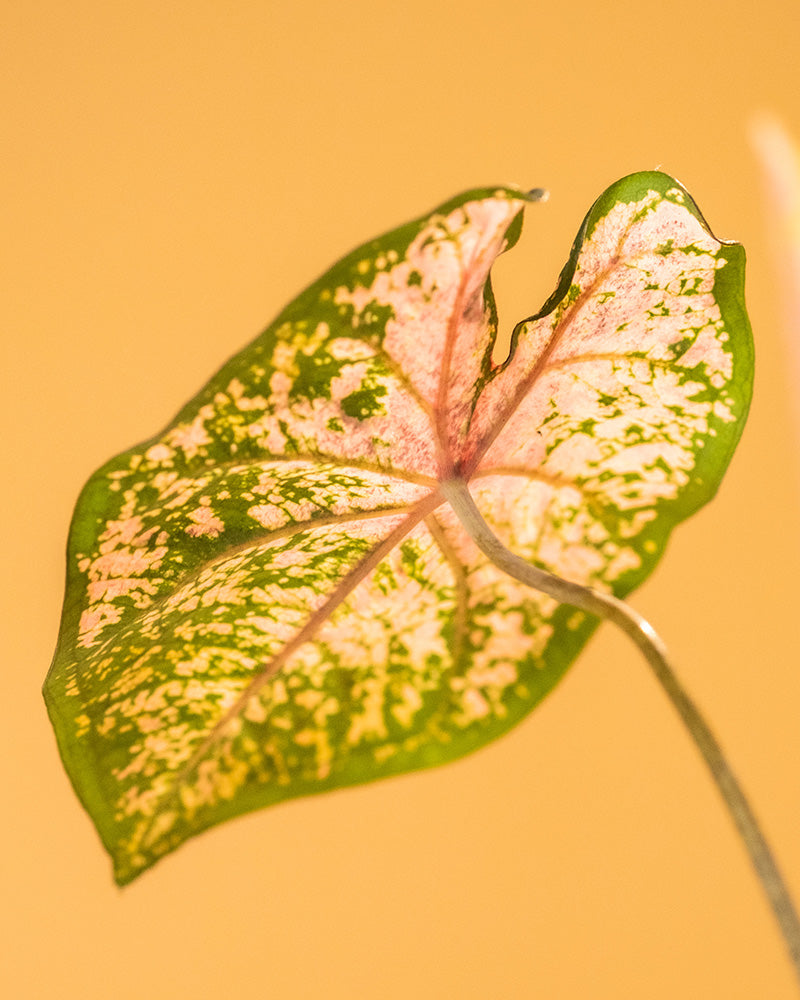 Detailaufnahme Caladium 'Pink Beauty' Blatt