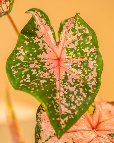 Detailaufnahme Caladium 'Pink Beauty' Blatt