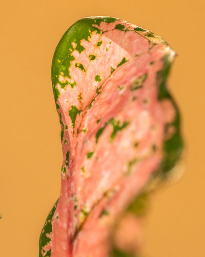 Detailaufnahme Caladium 'Pink Beauty' Blatt