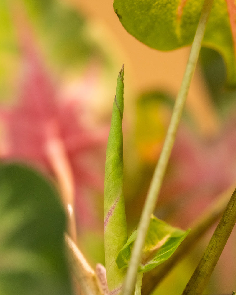 Caladium 'Rosebud' Detail neues Blatt