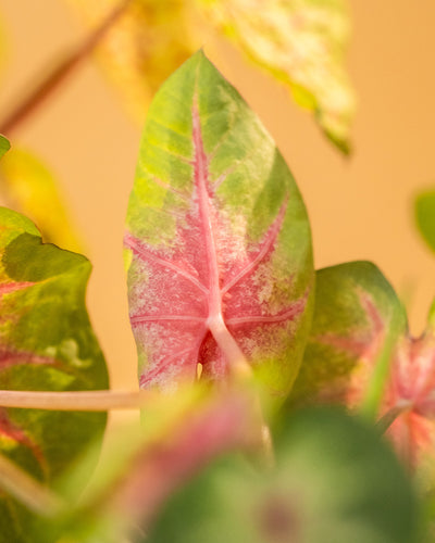 Detailaufnahme Caladium 'Rosebud' Blatt