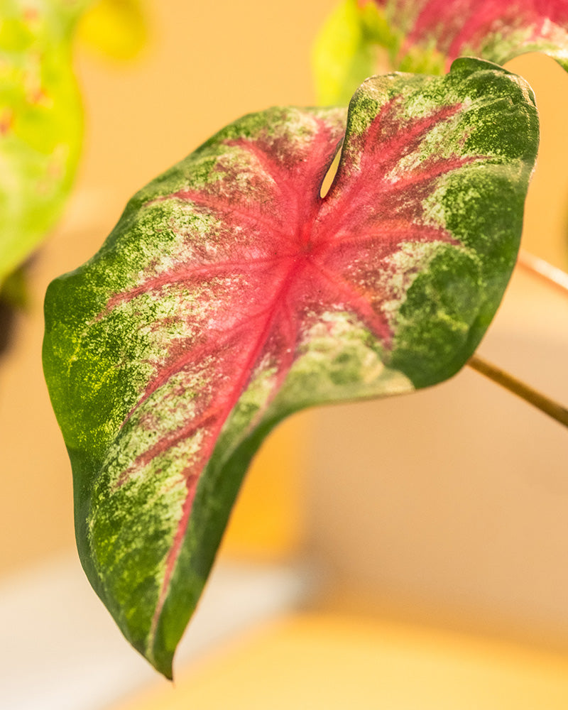 Detailaufnahme Caladium 'Rosebud' Blatt