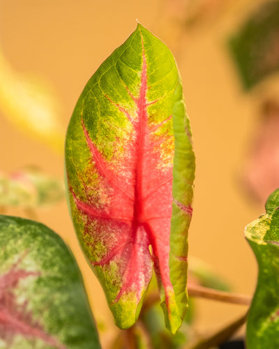 Detailaufnahme Caladium 'Rosebud' Blatt