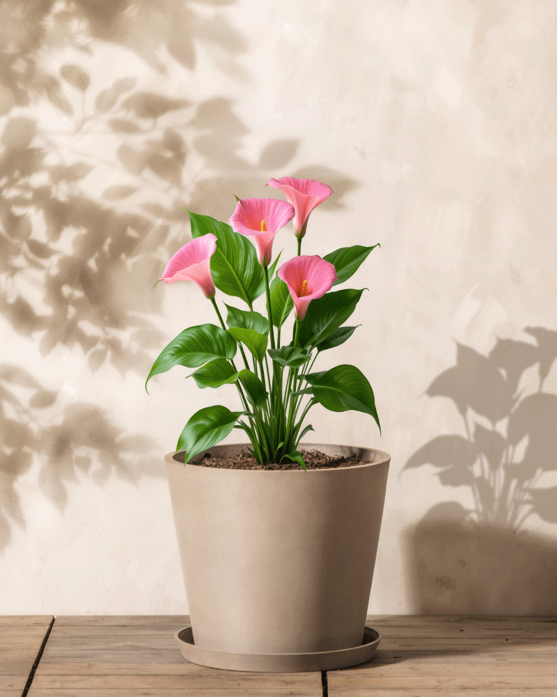 Ein beiger Topf mit grünen Blättern und mehreren rosa Calla-Blüten (Rosa) steht auf einer Holzoberfläche und wirft weiche Schatten auf eine helle Wand im Hintergrund.