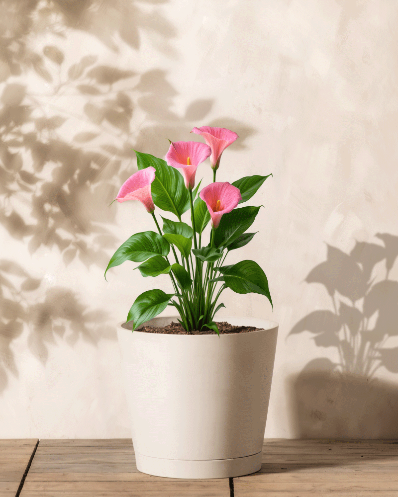 Eine Calla (Rosa) im Topf mit leuchtend rosa Blüten und üppigen grünen Blättern steht auf einer Holzoberfläche vor einer hellbeigen Wand und wirft weiche Schatten in den Hintergrund.