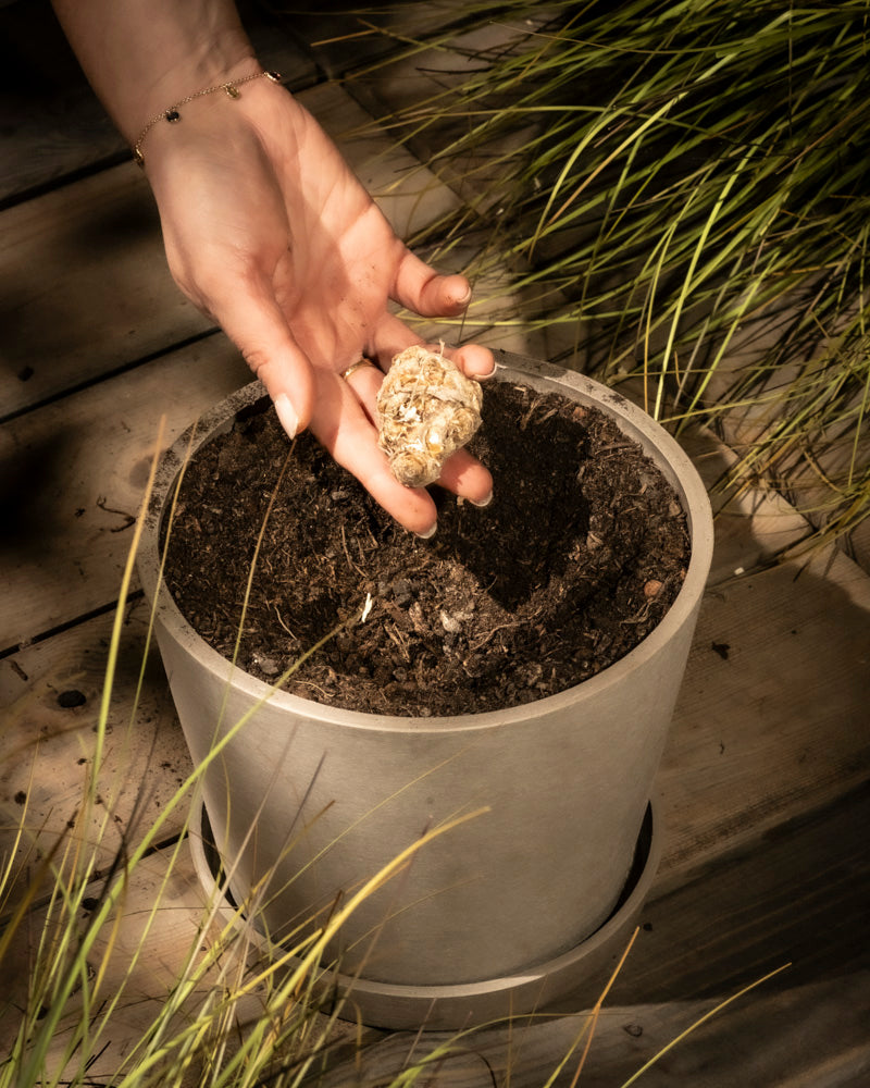 Eine Hand hält ein Calla-Rhizom (Rosa) über einem mit Erde gefüllten Topf, bereit zum Einpflanzen. Im Hintergrund sind grüne, grasähnliche Blätter und Holzbretter zu sehen.