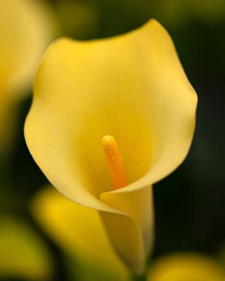 Gelbe Zantedeschia | Calla