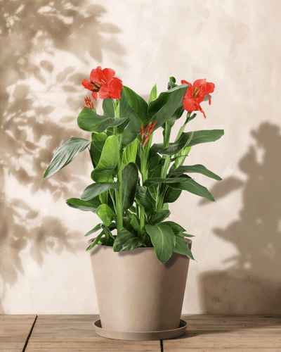 Eine Canna (rot) mit leuchtend roten Blüten und üppigen grünen Blättern steht auf einer Holzfläche. Die beige Wand im Hintergrund wirft weiche Schatten des Laubes und lässt so das verborgene Rhizom der Pflanze erahnen.