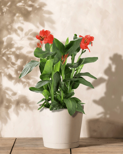 Eine Canna (rot) mit leuchtend roten Blüten und üppigen grünen Blättern ziert eine Holzoberfläche vor einer hellbeigen Wand, wobei Schatten ihre Tiefe verstärken.