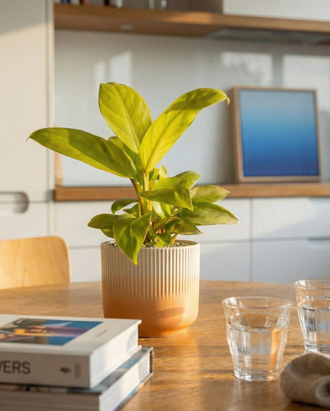 Ein Philodendron 'Ceylon Gold' - feey mit leuchtend grünen Blättern sitzt auf einem Holztisch neben zwei durchsichtigen Gläsern und Büchern, während das Sonnenlicht hereinströmt. Im Hintergrund sind eine Küche und ein gerahmtes Kunstwerk mit blauem Farbverlauf zu sehen.