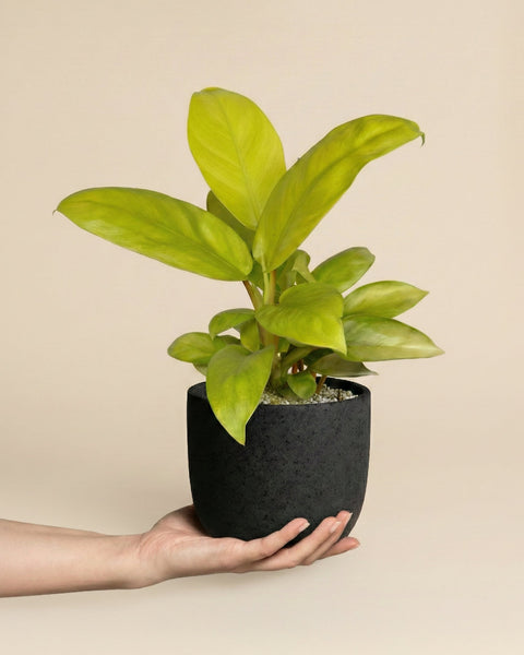 Eine Hand hält einen kleinen schwarzen Topf mit einem gesunden Philodendron 'Ceylon Gold' - feey, dessen breite grüne Blätter sich lebhaft von einem schlichten beigen Hintergrund abheben.