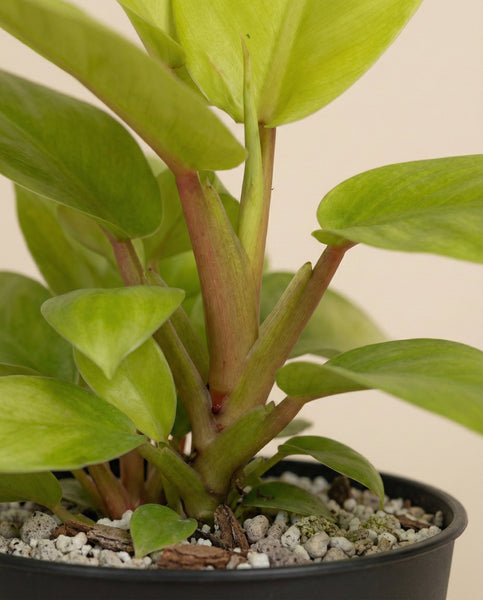 Nahaufnahme eines Philodendron 'Ceylon Gold' - mit dicken, hellgrünen Blättern und kräftigen Stängeln in einem schwarzen Topf mit Erde und weißen Kieselsteinen vor einem schlichten, neutralen Hintergrund.