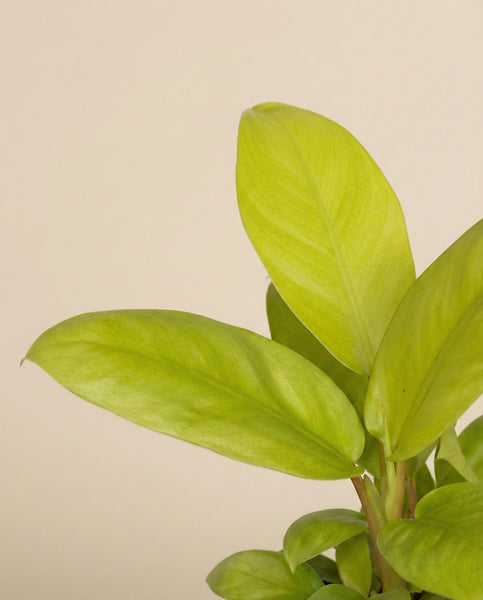 Eine Nahaufnahme eines gesunden Philodendron 'Ceylon Gold' - feey zeigt breite, glatte, hellgrüne Blätter mit leichtem Glanz vor einem einfarbig beigen Hintergrund. Das leuchtende Laub unterstreicht die Schönheit dieser auffälligen Zimmerpflanze.