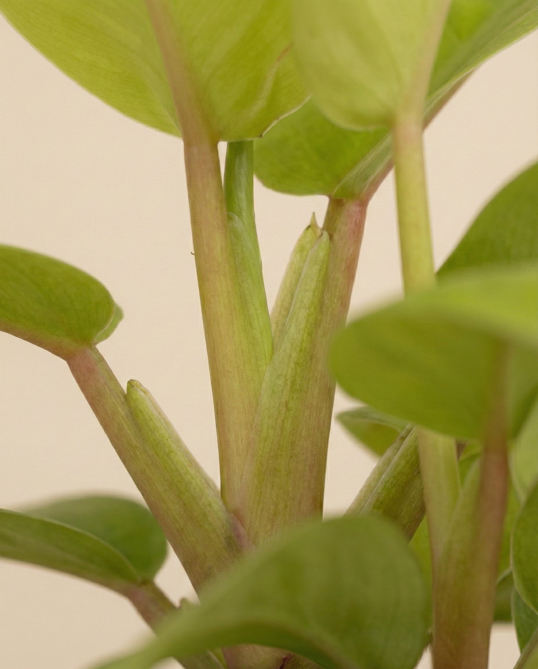 Nahaufnahme von Philodendron 'Ceylon Gold' - feey, einer beliebten Zimmerpflanze mit glatten, dicken Stämmen und gesunden, ovalen Blättern vor einem sanften, hellen Hintergrund.